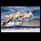 Marbled Godwit